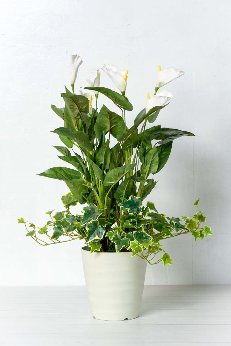 カラーリリー寄せ植え(1点物)