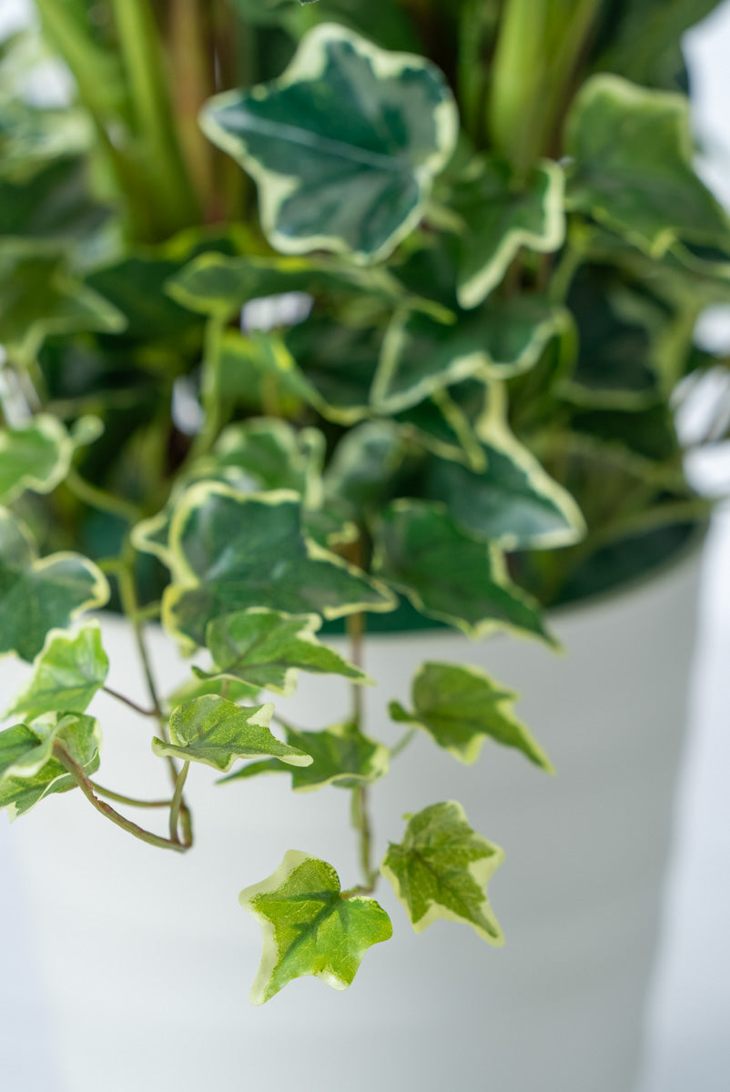 カラーリリー寄せ植え(1点物)
